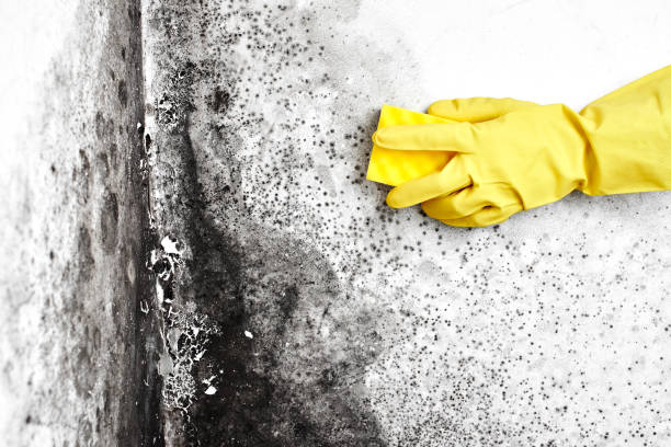 Best Industrial Mold Remediation in Champion Heights, OH