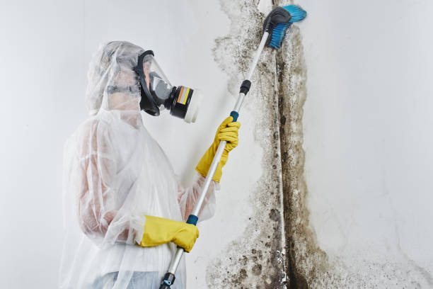 Best Attic Mold Remediation in Champion Heights, OH