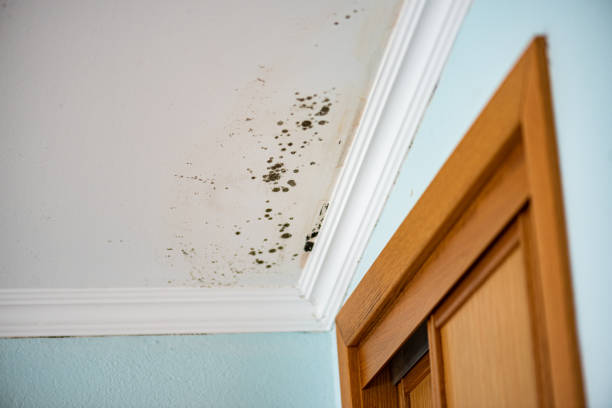 Best Industrial Mold Remediation in Champion Heights, OH