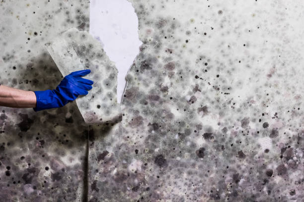 Best Residential Mold Remediation in Champion Heights, OH