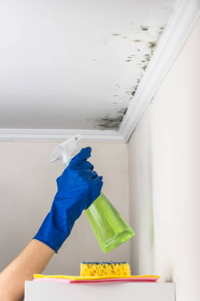Best Post-Flood Mold Remediation in Champion Heights, OH